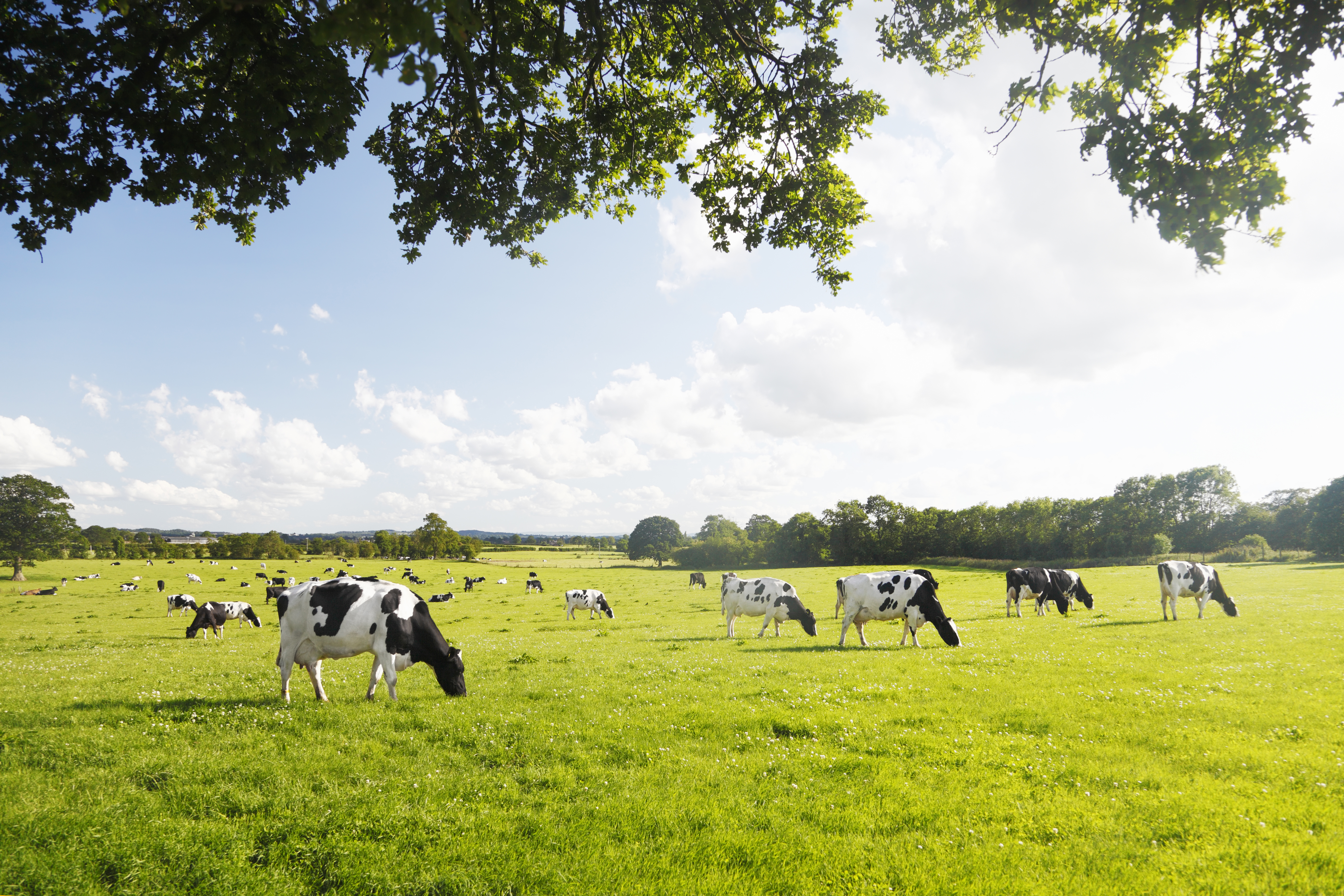 Dairy cattle summer sky