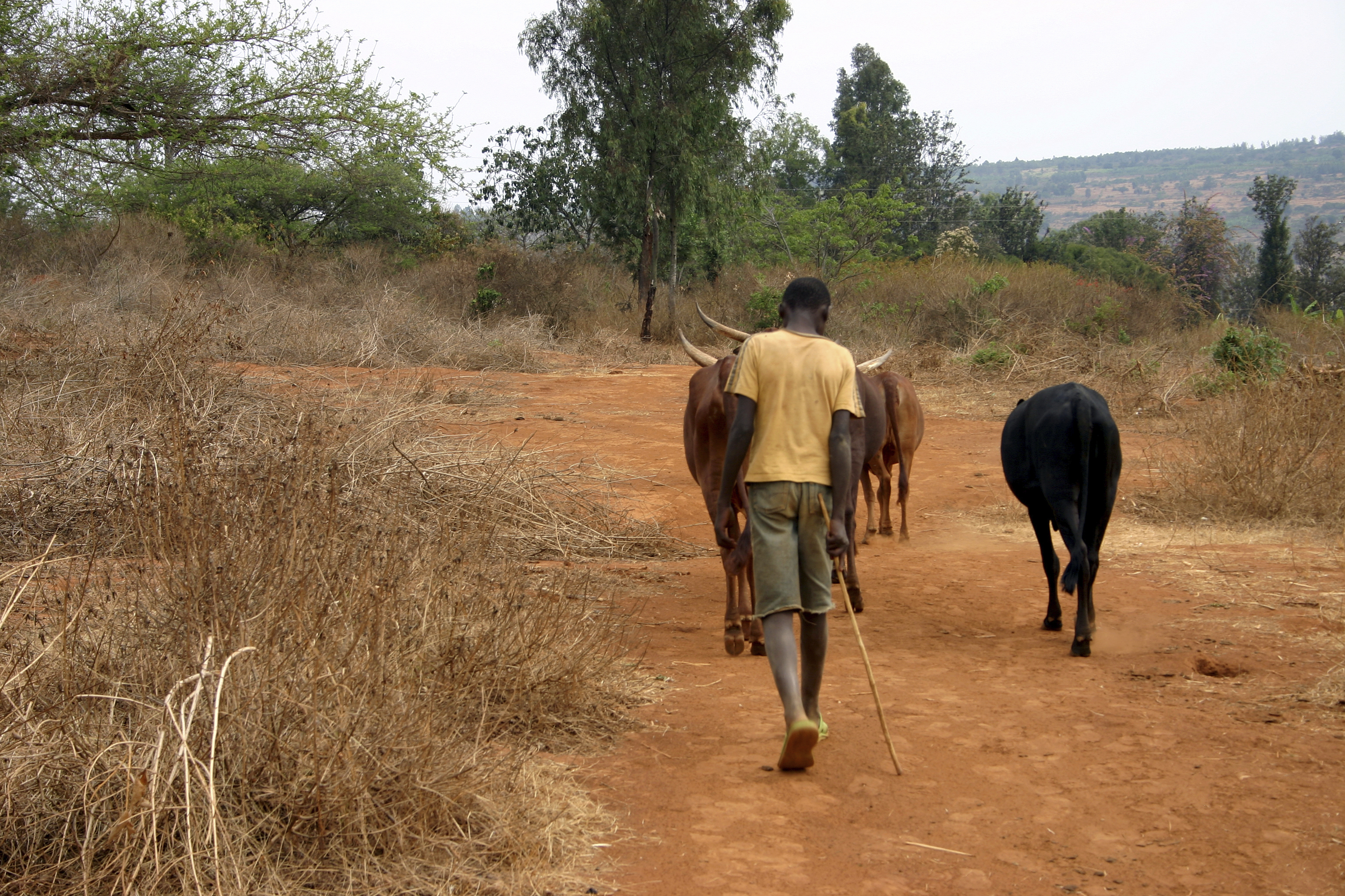 Africa farmer cattle poverty