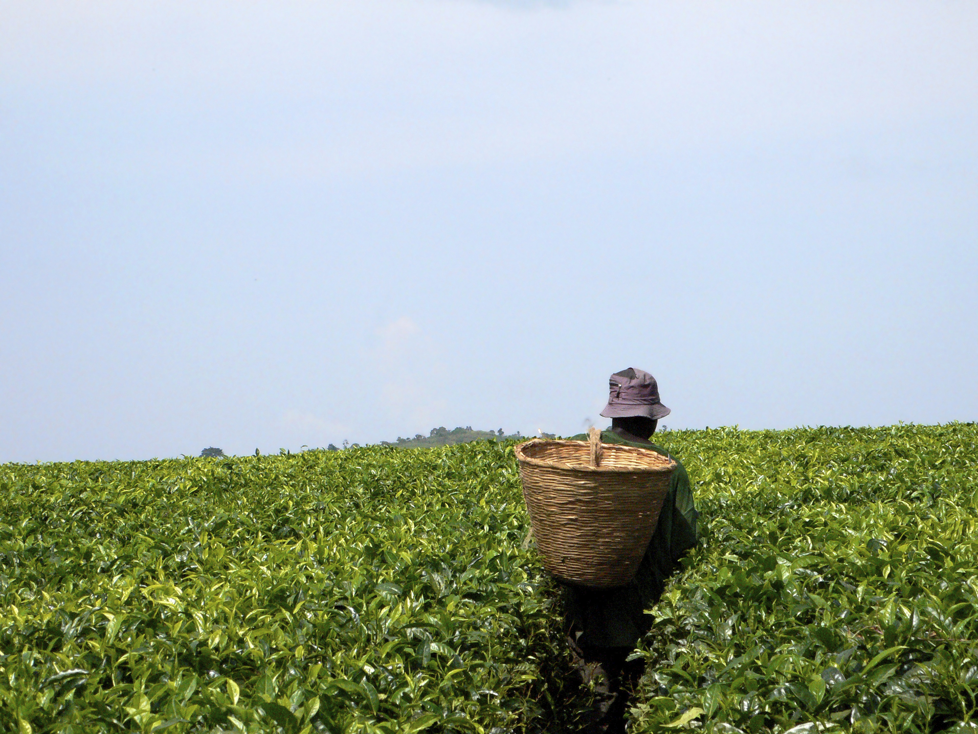 Africa farmer tea picking field plants