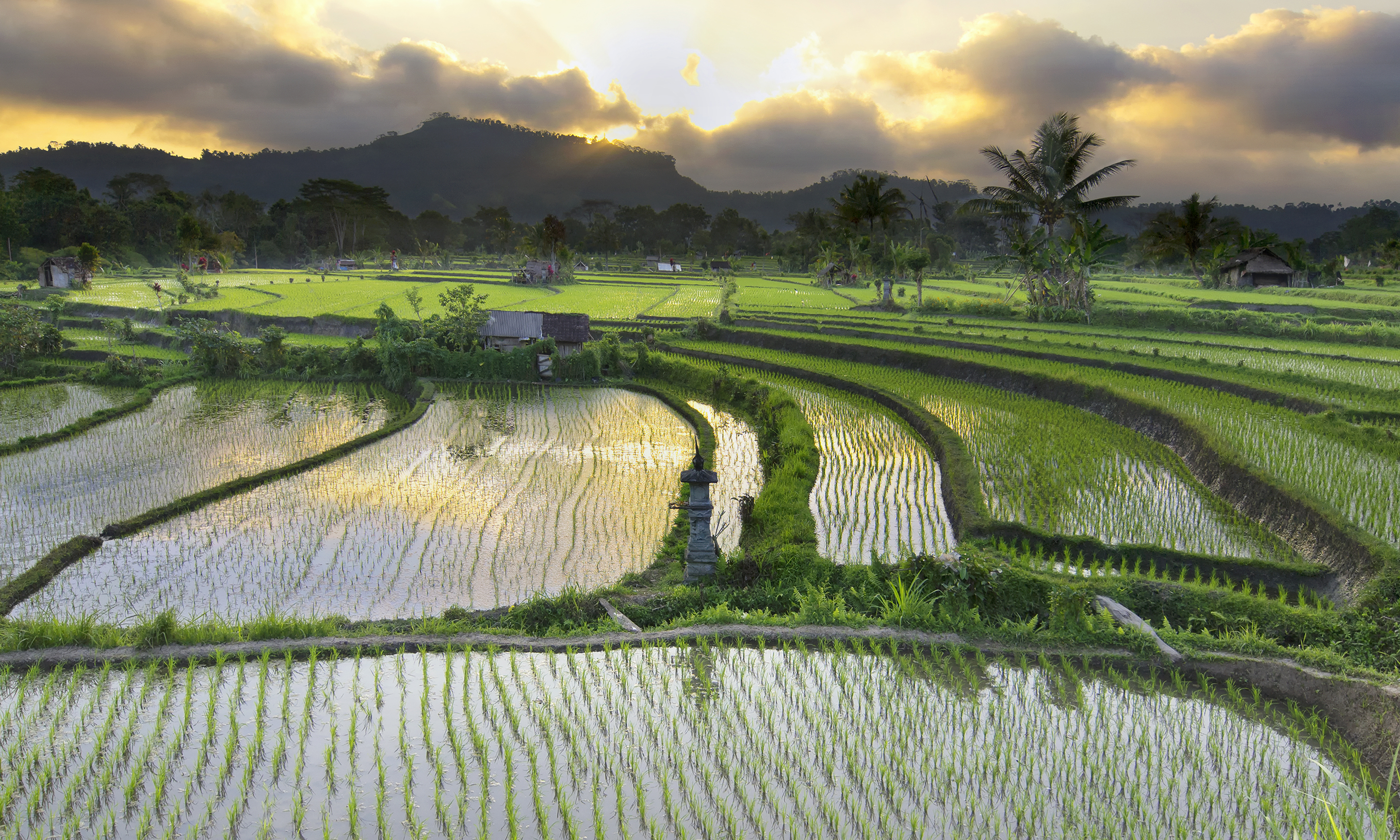 Rice paddy fields Philippines