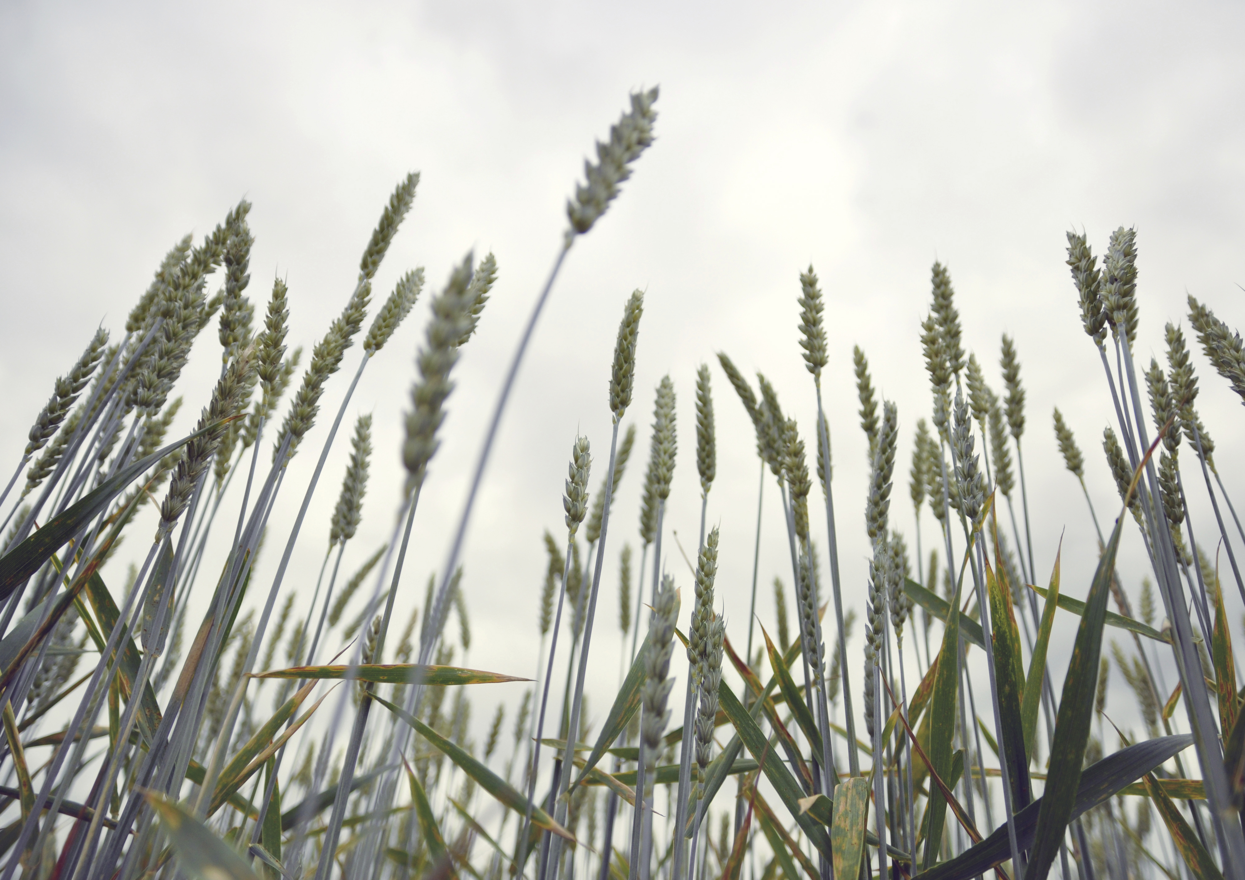Summer wheat field