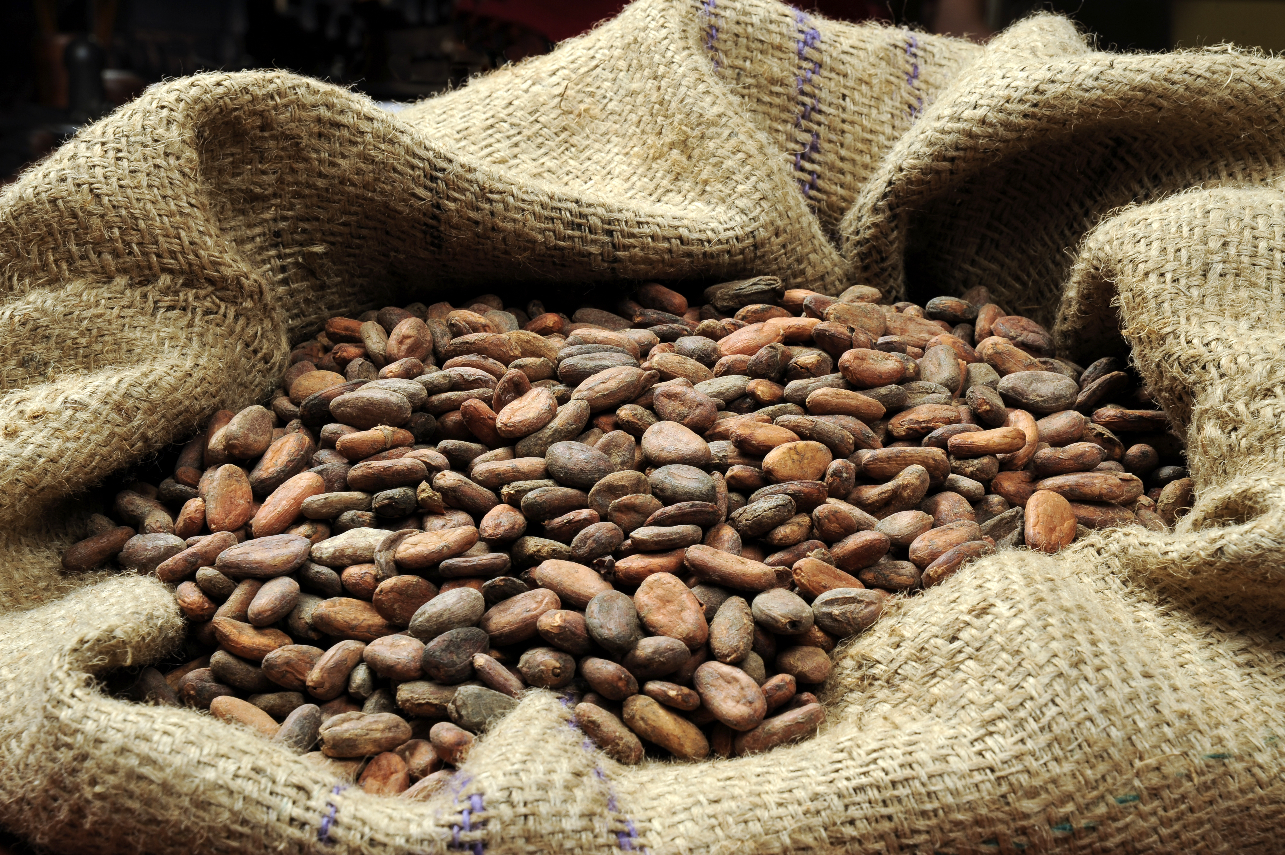 Cocoa Beans Bag