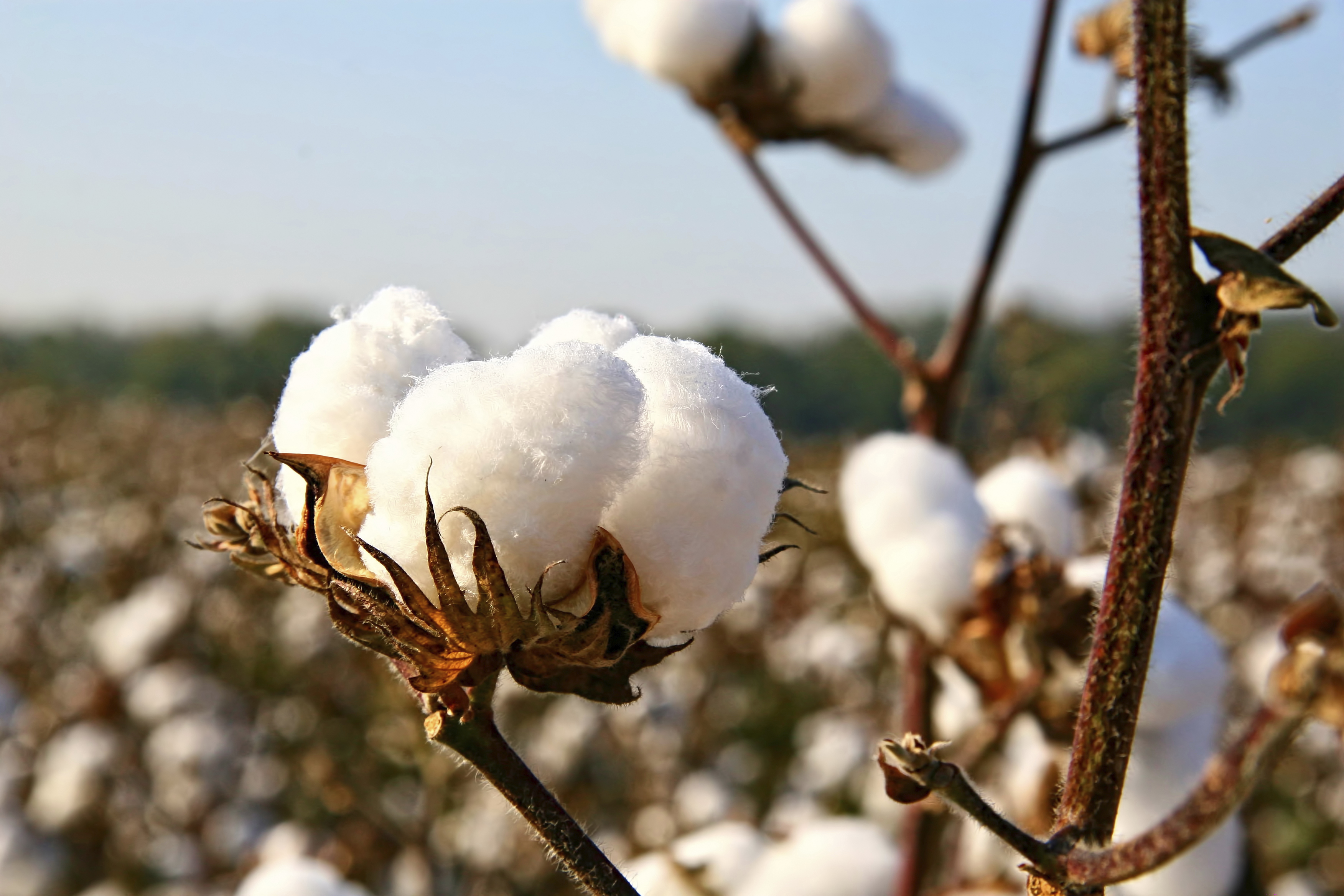 Cotton Farm Harvesting