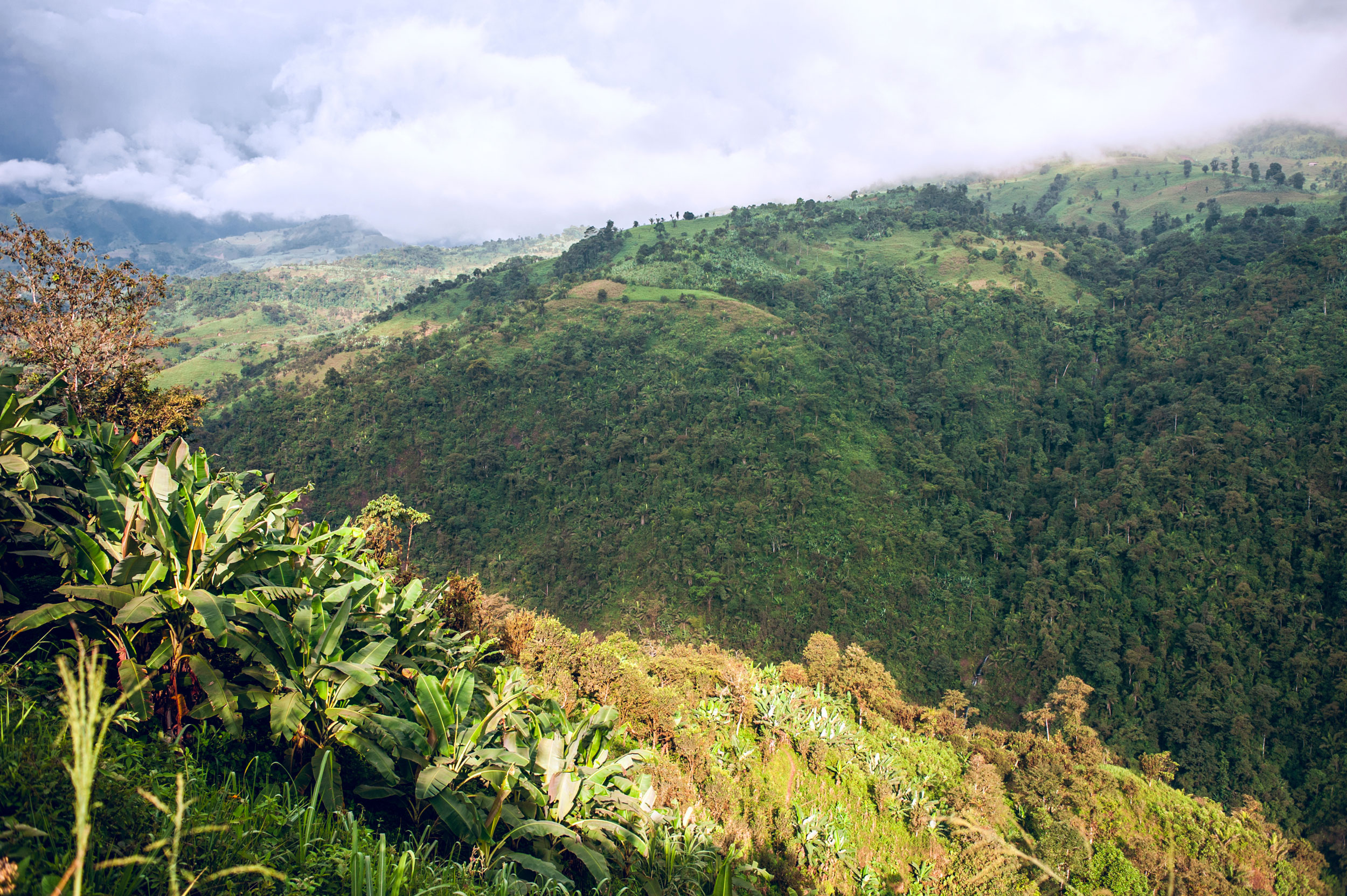 Banana-plantation-Ecuador